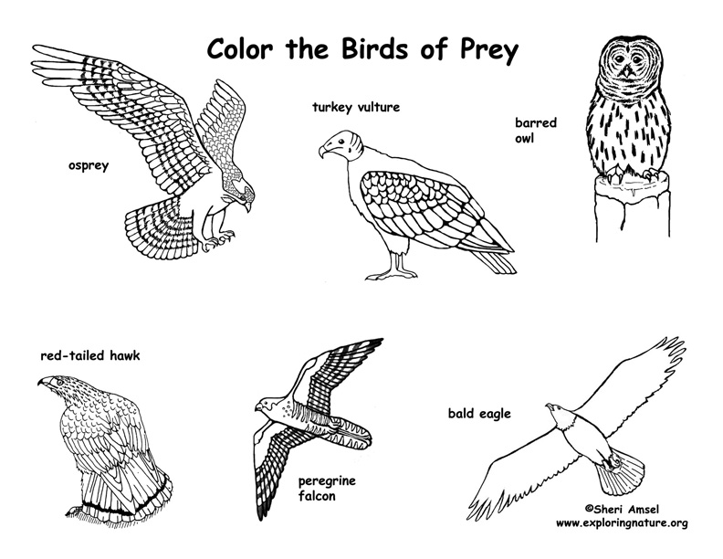 Bird Of Prey coloring #1, Download drawings