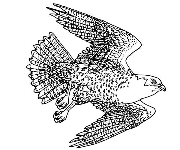 Bird Of Prey coloring #9, Download drawings