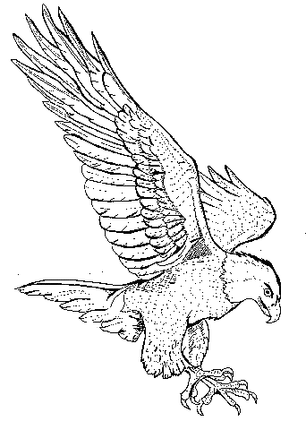 Black Eagle coloring #2, Download drawings