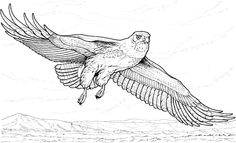 Bird Of Prey coloring #12, Download drawings