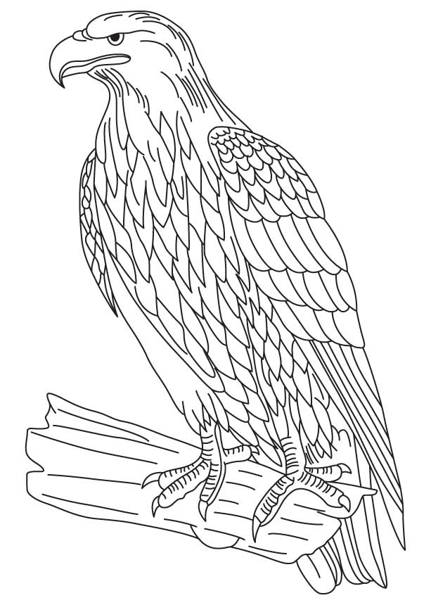 White-tailed Eagle coloring #3, Download drawings