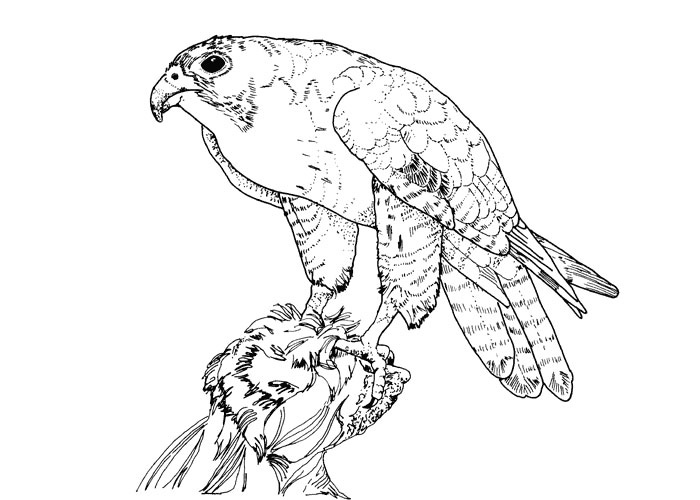 Bird Of Prey coloring #18, Download drawings