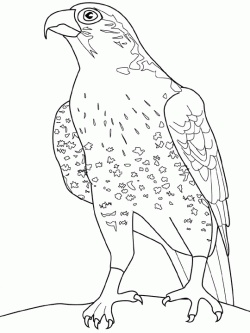 Bird Of Prey coloring #6, Download drawings