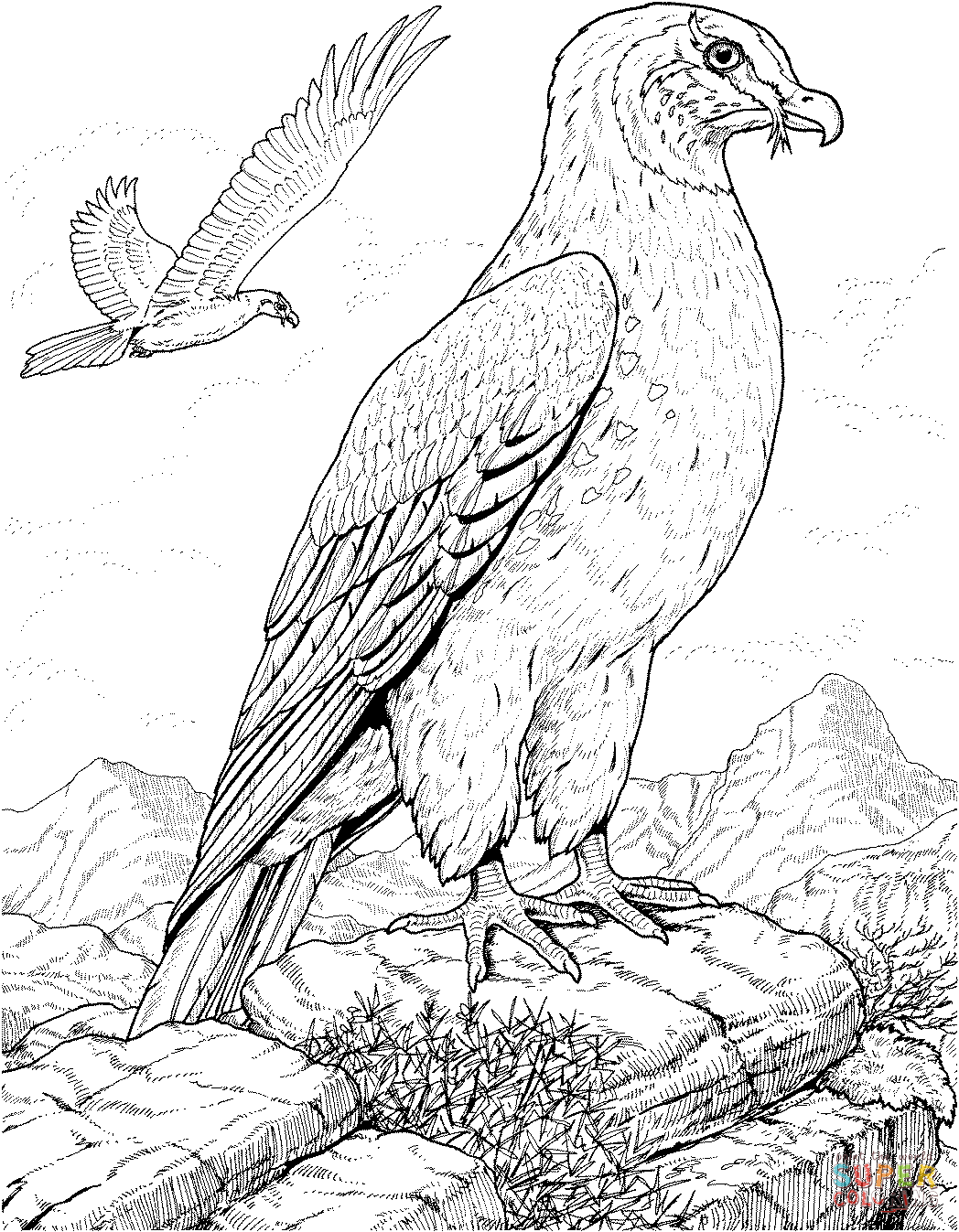 Bird Of Prey coloring #14, Download drawings
