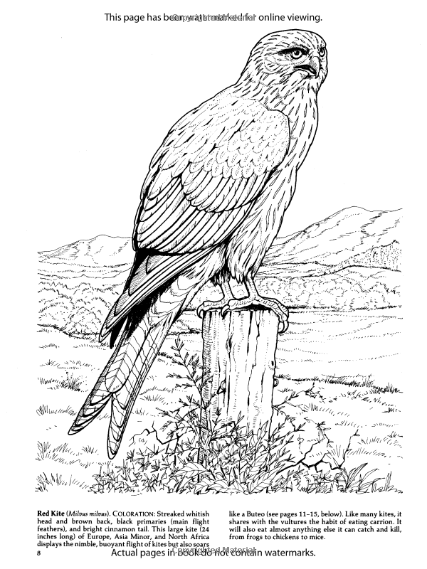 Bird Of Prey coloring #4, Download drawings