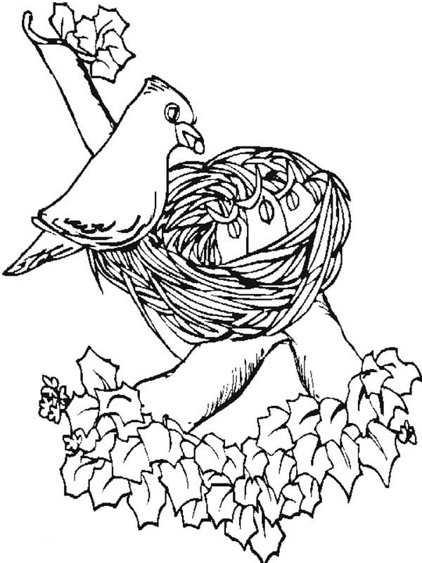 Birdfeeding coloring #19, Download drawings
