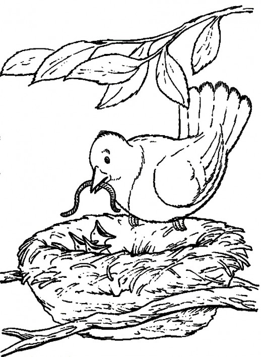 Birdfeeding coloring #12, Download drawings