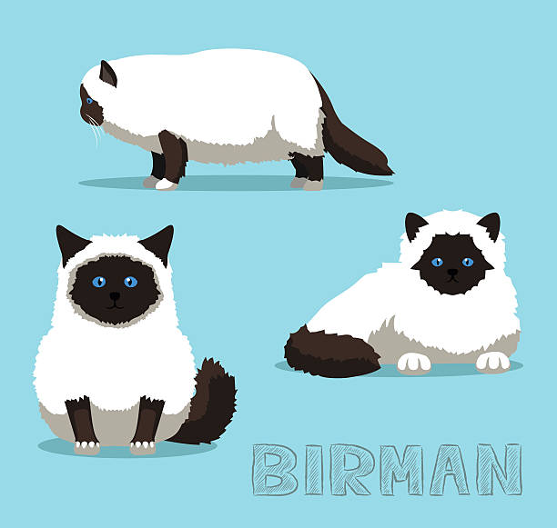 Birman Cat clipart #11, Download drawings