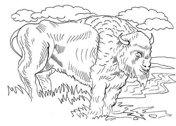 Bison coloring #13, Download drawings