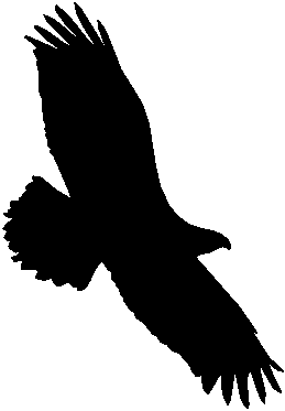 Black Eagle clipart #11, Download drawings