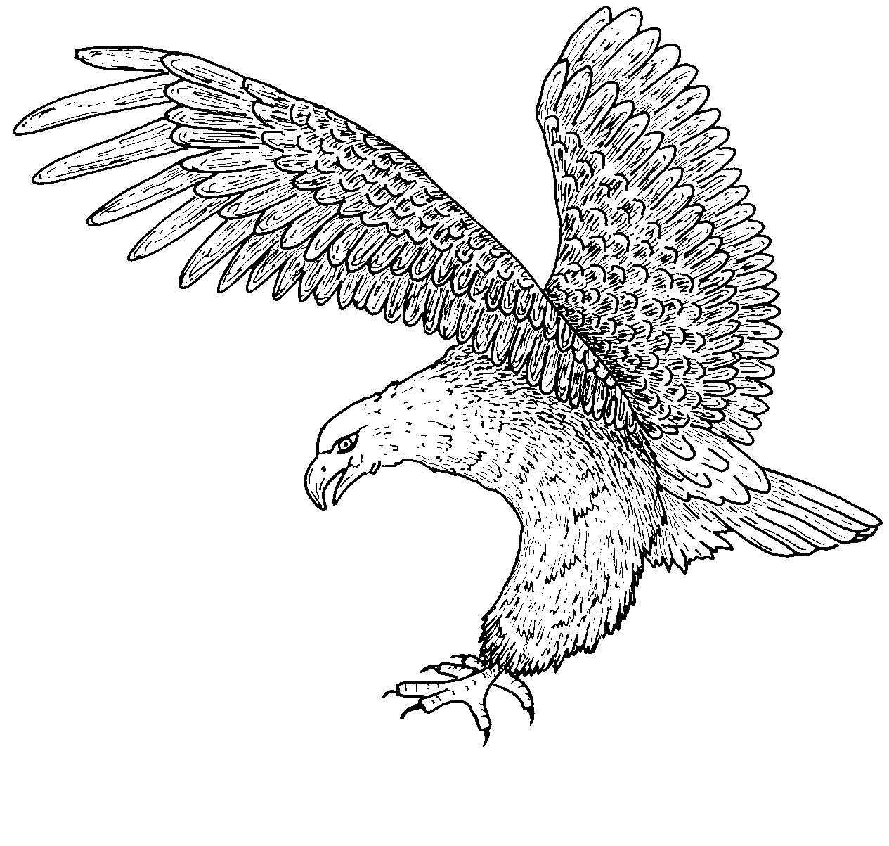 Black Eagle coloring #14, Download drawings