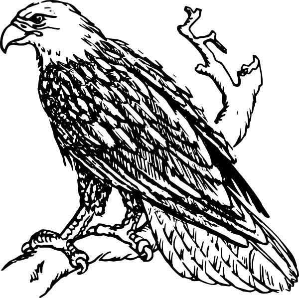 Black Eagle coloring #11, Download drawings
