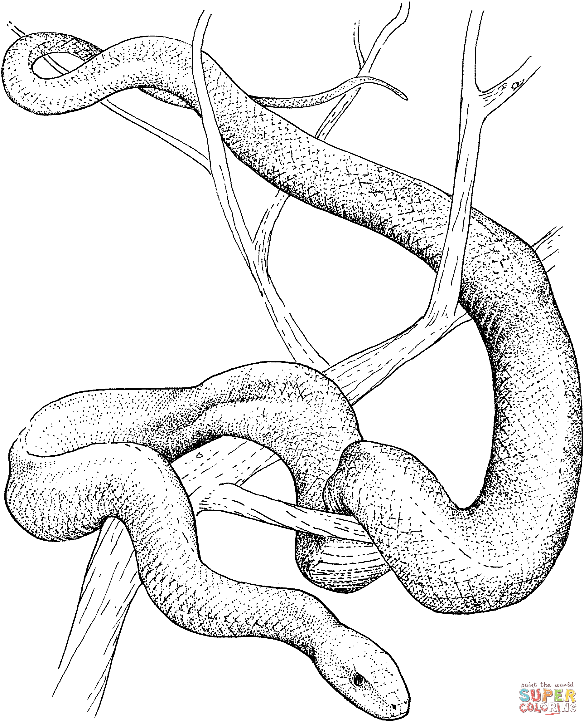 Tree Snake coloring #15, Download drawings