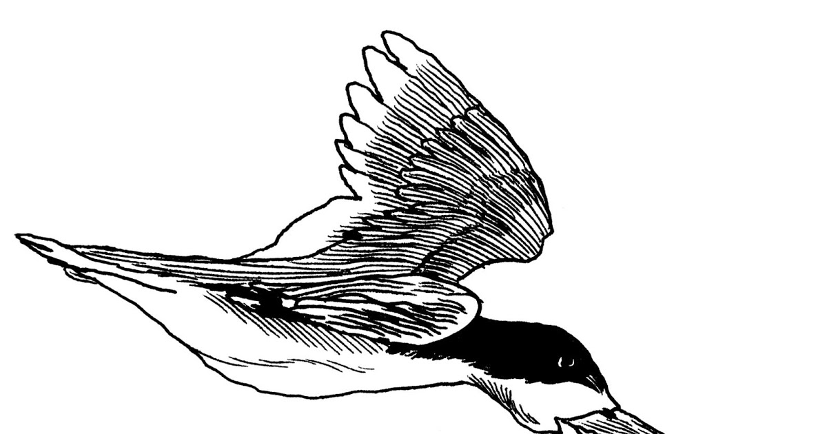 Black Skimmer coloring #9, Download drawings