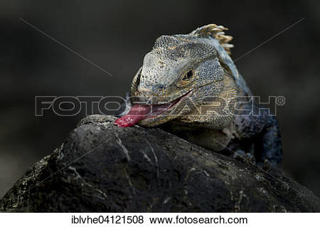 Black Spiny Tailed Iguana clipart #14, Download drawings