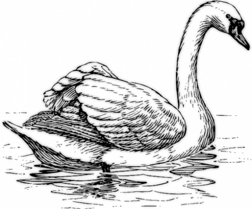 Black Swan coloring #4, Download drawings