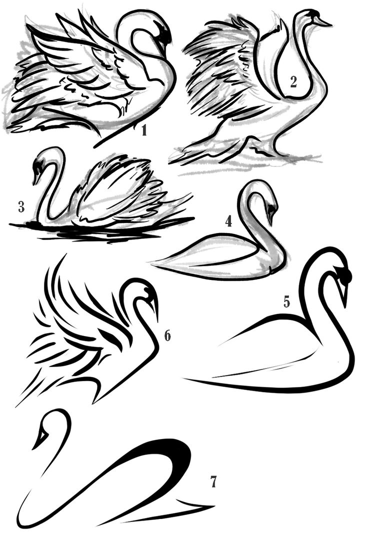 Black Swan coloring #12, Download drawings