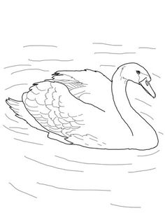 Black Swan coloring #19, Download drawings