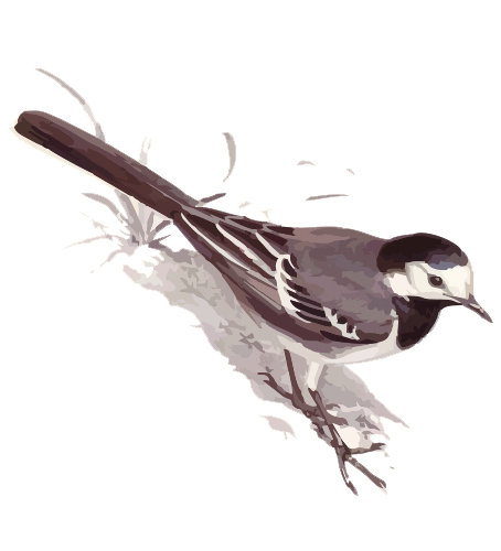 Black Trimian Warbler clipart #5, Download drawings