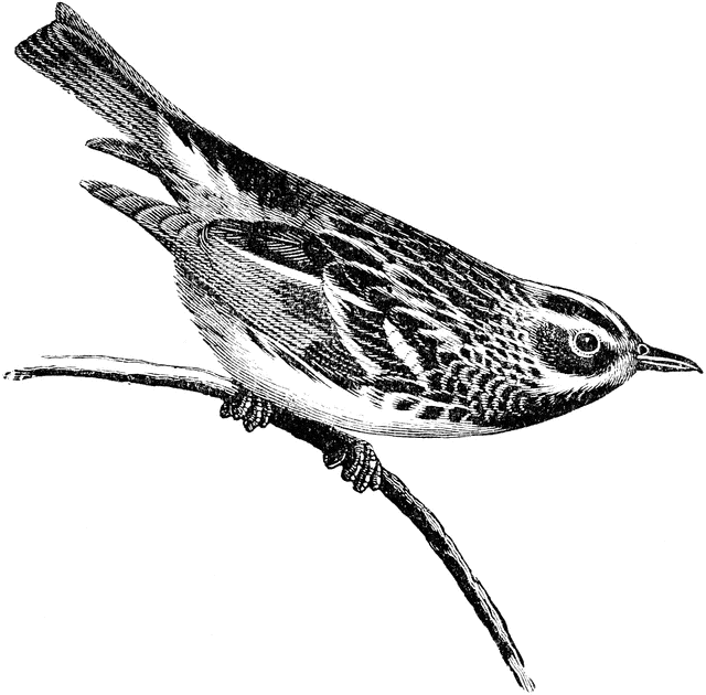Black Trimian Warbler clipart #14, Download drawings