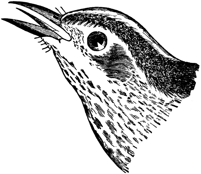 Black Trimian Warbler clipart #15, Download drawings
