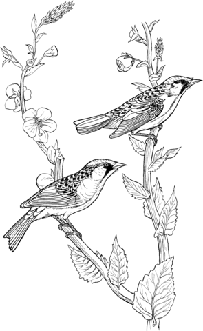 Black Trimian Warbler coloring #3, Download drawings