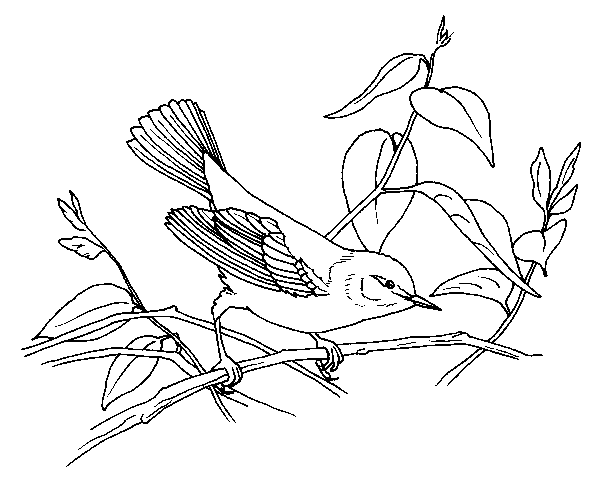 Black Trimian Warbler coloring #5, Download drawings