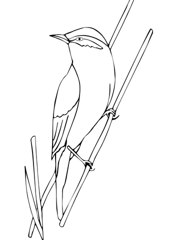 Black Trimian Warbler coloring #6, Download drawings