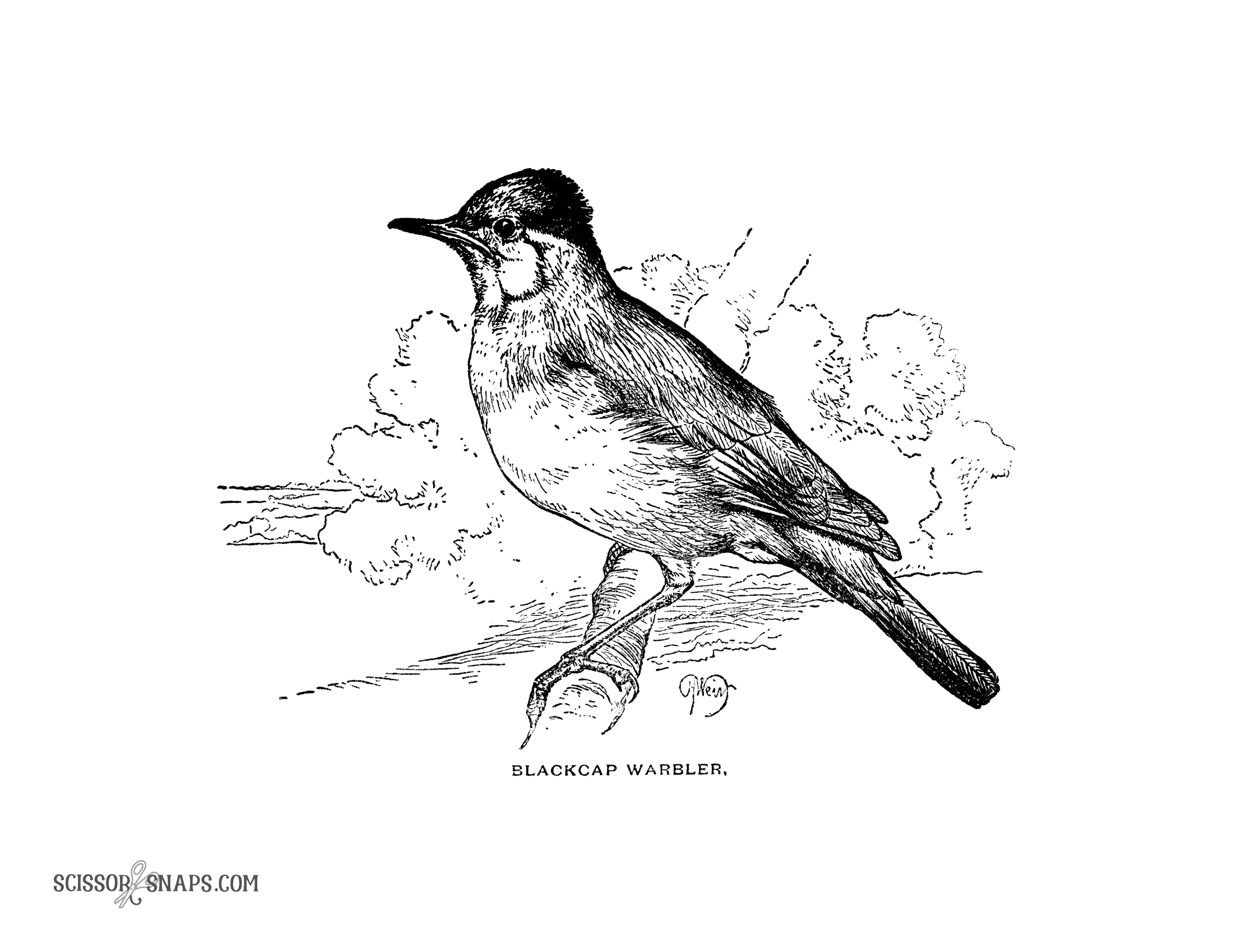 Black Trimian Warbler coloring #12, Download drawings