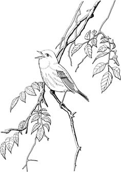 Black Trimian Warbler coloring #4, Download drawings