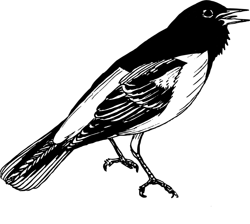Black Trimian Warbler svg #14, Download drawings
