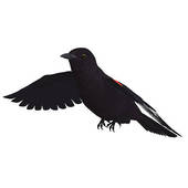 Blackbird clipart #18, Download drawings