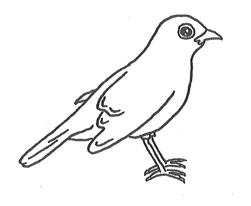 Blackbird coloring #2, Download drawings