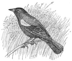 Blackbird coloring #11, Download drawings
