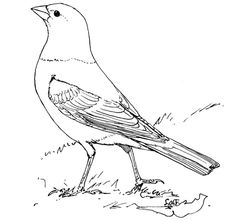 Blackbird coloring #10, Download drawings