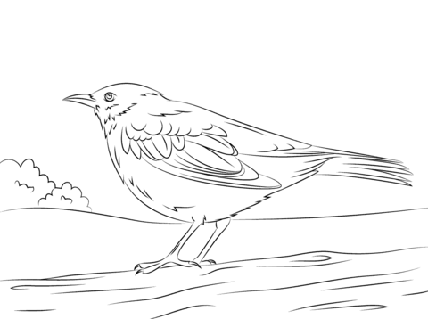 Blackbird coloring #6, Download drawings