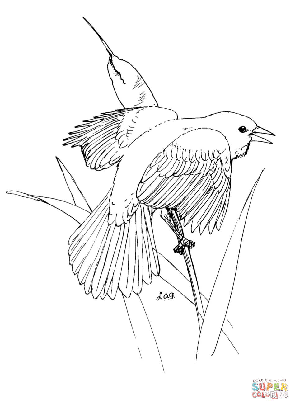 Common Blackbird coloring #5, Download drawings