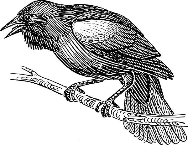 Common Blackbird svg #15, Download drawings