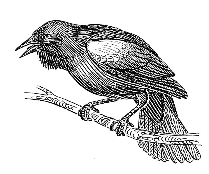 Black-masked Blackbird coloring #17, Download drawings