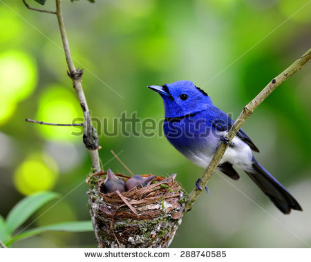 Black-naped Blue Monarch clipart #9, Download drawings
