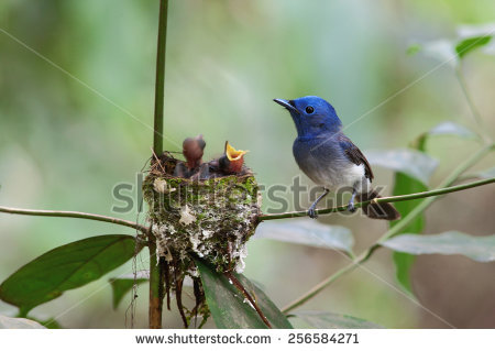 Black-naped Blue Monarch clipart #5, Download drawings