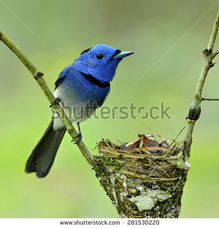 Black-naped Blue Monarch clipart #18, Download drawings