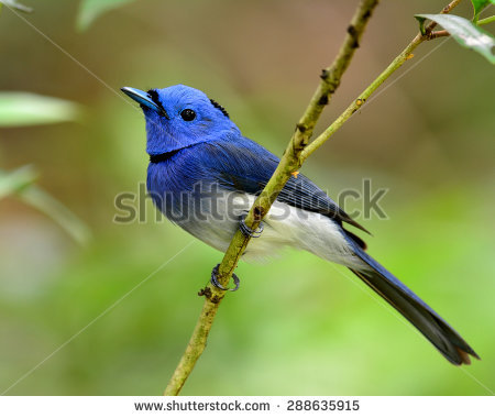 Black-naped Blue Monarch clipart #8, Download drawings