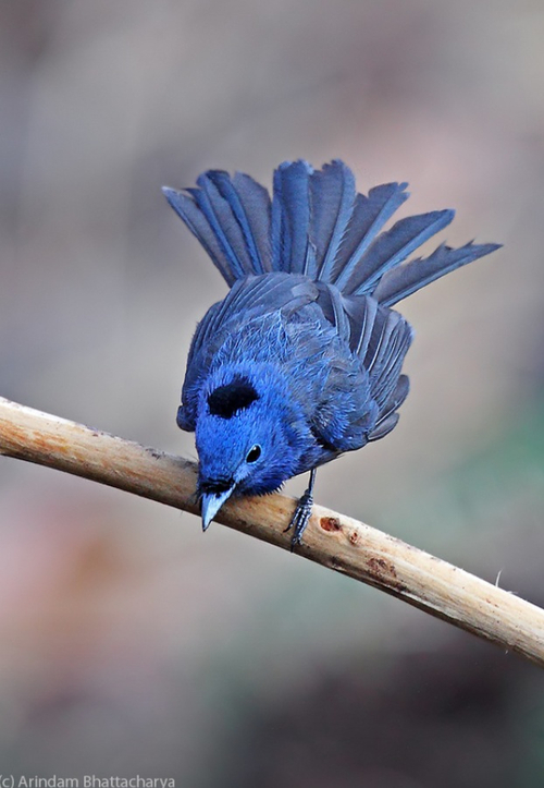 Black-naped Blue Monarch clipart #11, Download drawings