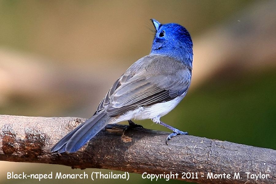 Black-naped Blue Monarch clipart #12, Download drawings