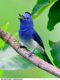Black-naped Blue Monarch clipart #13, Download drawings