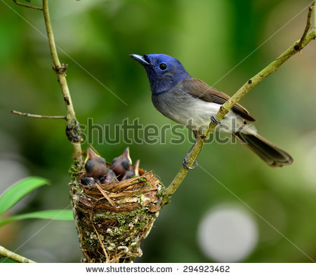 Black-naped Blue Monarch clipart #2, Download drawings