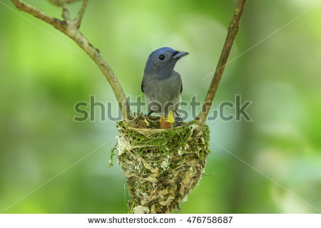 Black-naped Blue Monarch clipart #3, Download drawings