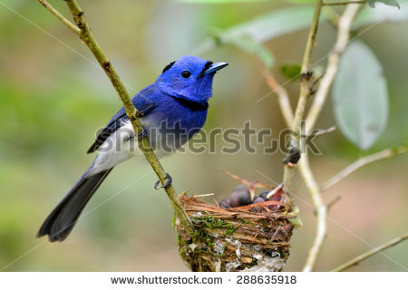 Black-naped Blue Monarch clipart #14, Download drawings