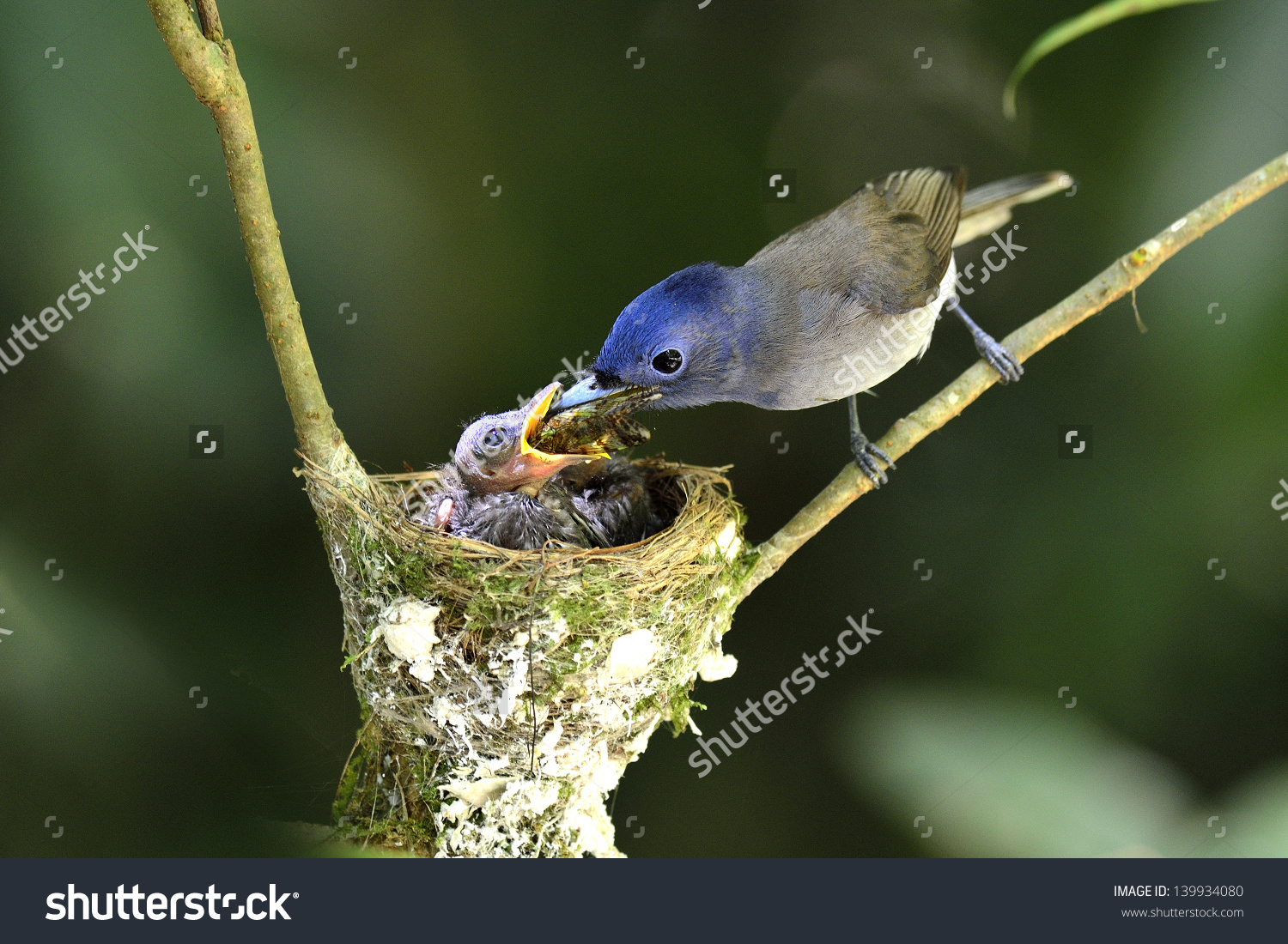 Black-naped Blue Monarch clipart #4, Download drawings